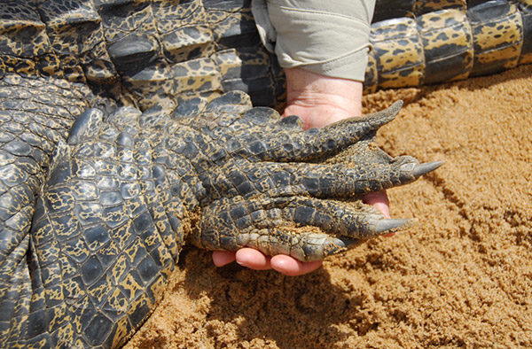 Hand holding a croc claw.