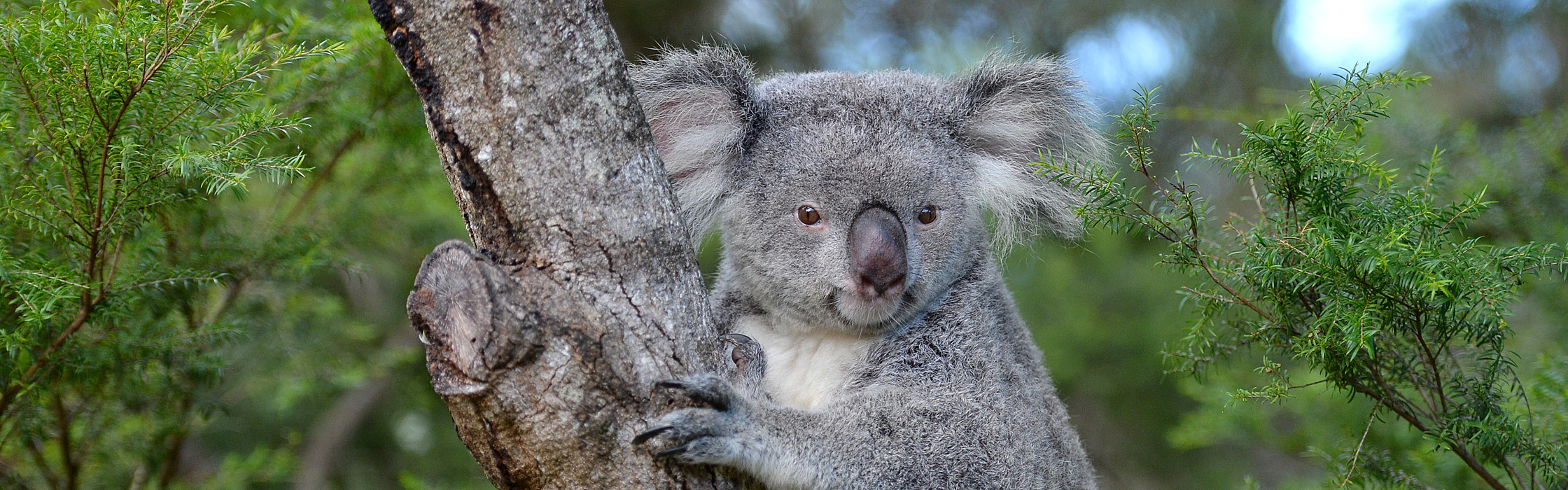 3662B_Koala(Brandi)_AustraliaZoo