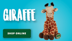 Giraffe Plush Toy