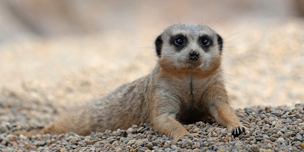 Meerkat laying on the ground.