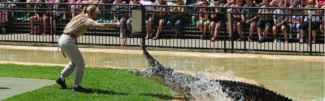 Terri Irwin feeding a crocodile during an experience.