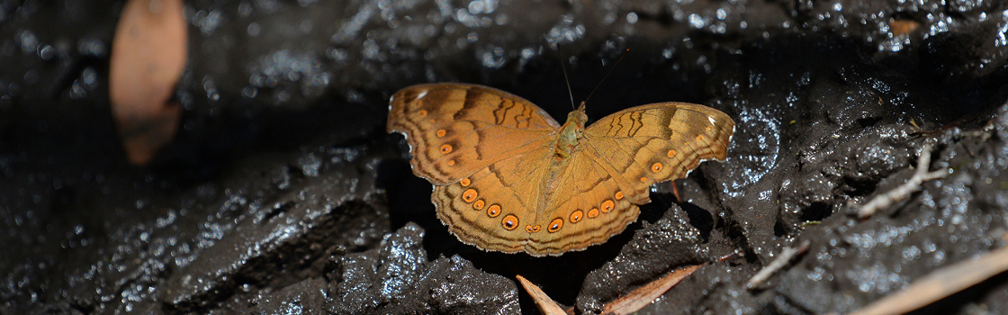 Butterfly in a rock crevice.