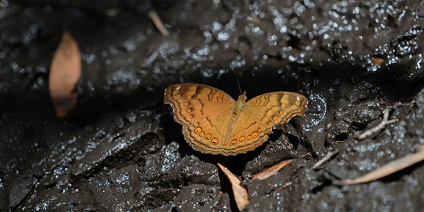 Butterfly in a rock crevice.