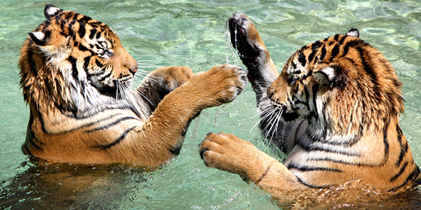 Two tigers in the water playing.