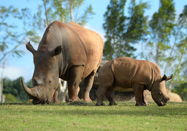 Rhinos in their Africa exhibit.