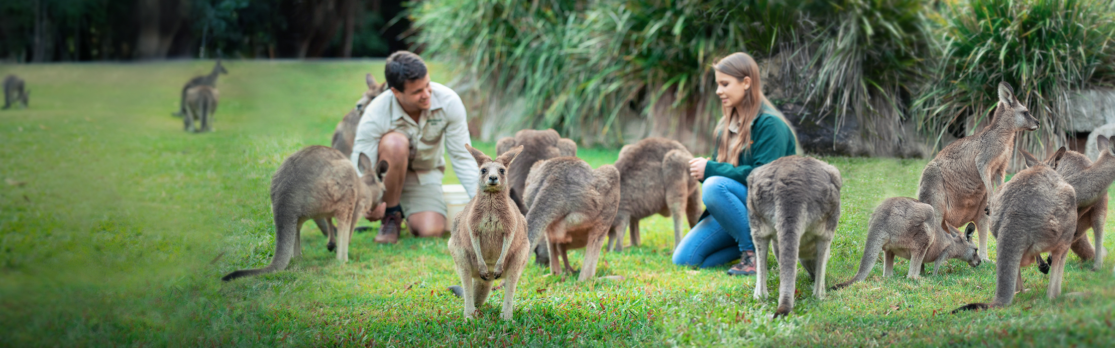 Feed the Kangaroo