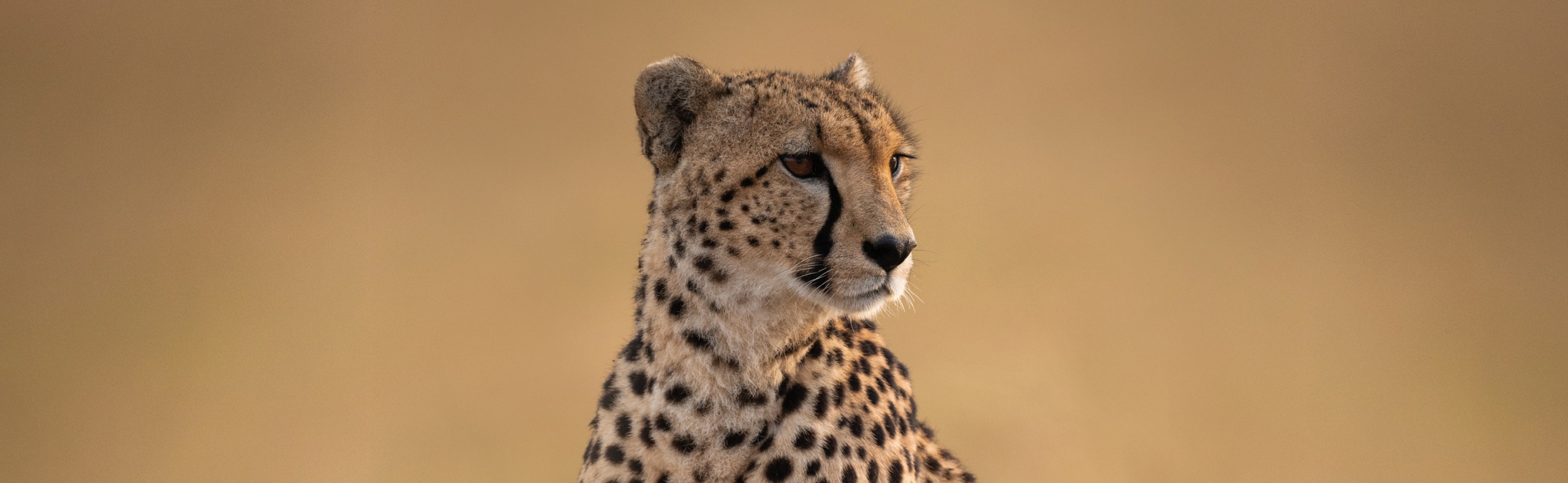 Cheetah Grasslands Desktop