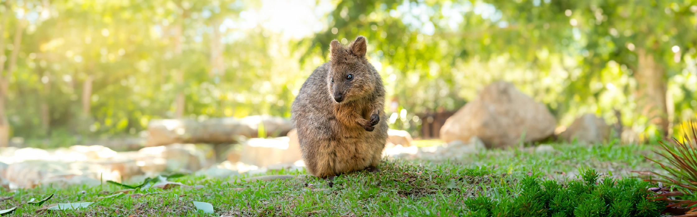 Quokka - Animal Page 2023