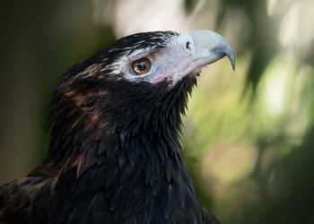 Ace the Wedge-tailed Eagle from neck up looking to the left.