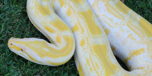 Alimah the Burmese Python on the grass from above.