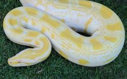 Alimah the Burmese Python on the grass from above.