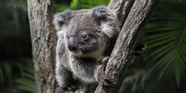 Bert the Koala in between two tree branches looking right.