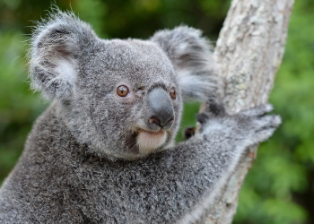 Bert the Koala up close to show his face.