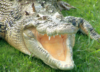 Bindi the Saltwater Crocodiles on the grass with her mouth open.