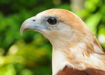 Byron the Brahminy Kite in profile view.