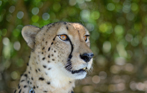 Cheetah from neck up looking to the left.