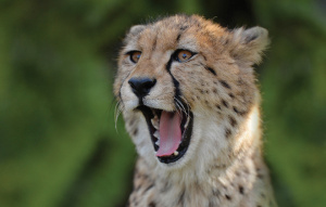 Cheetah from neck up with an open mouth.