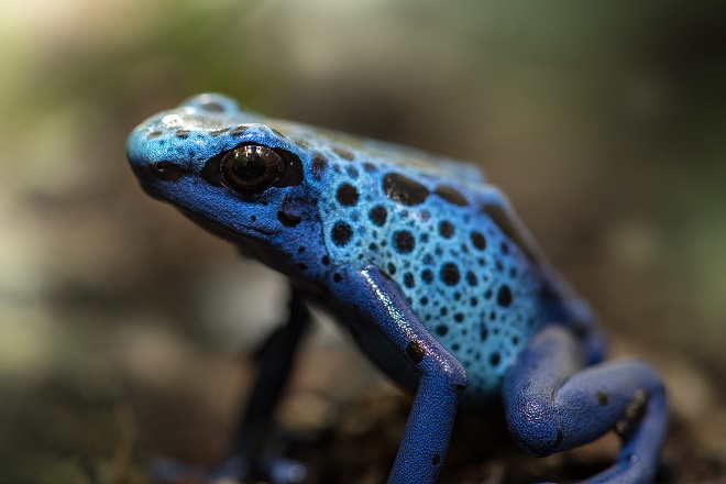 Poison Dart Frogs Australia Zoo