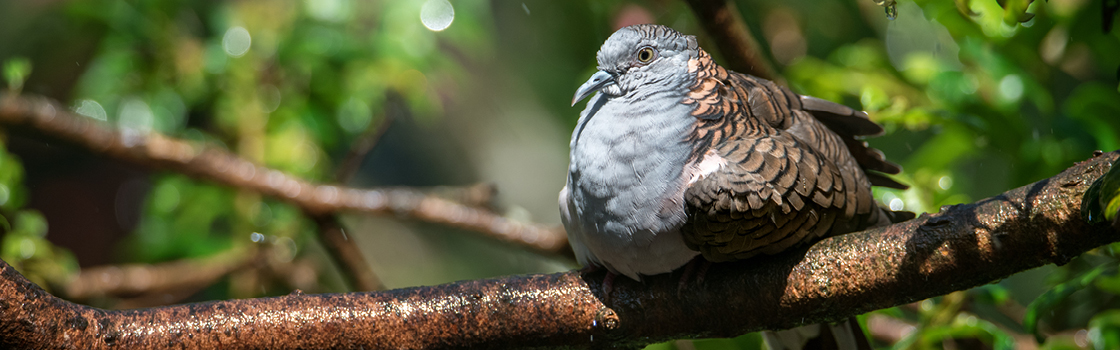 Bar Shouldered Dove sitting on a branch in the tree looking right.