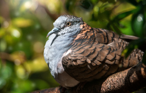 Bar Shouldered Dove sitting on a branch close up showing detail of feathers.