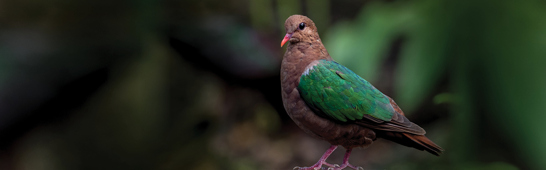 Emerald Dove standing on a branch looking to the right.