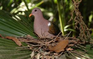 Emerald Dove sitting in their nest on a branch.