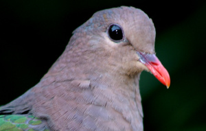 Emerald Dove from neck up looking to the left.