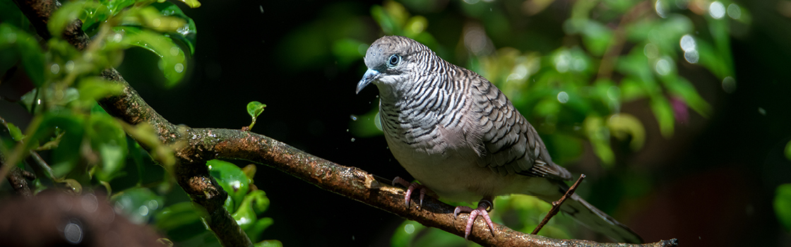 Peaceful Dove on a branch looking to the right.