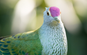 Rose Crowned Fruit Dove up close showing off the pink feathers on top of their head.