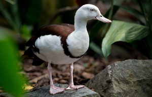 Burdekin Duck standing on rock showing full body looking left.