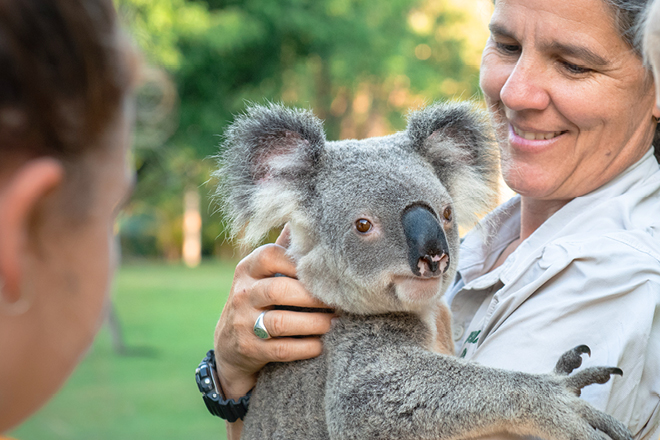 International Education Koala