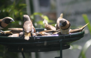 Chestnut Breasted Mannikin Finches standing on feeder.