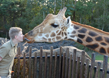 Robert Irwin giving Forest the Giraffe a kiss.