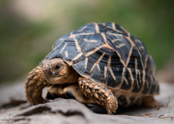 Franklin the Star Tortoise standing on a red rock looking right.