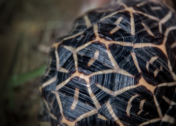 Franklin the Star Tortoise's shell up close.