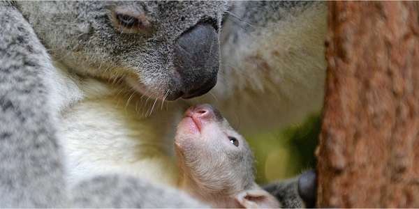 Koala joey with mum