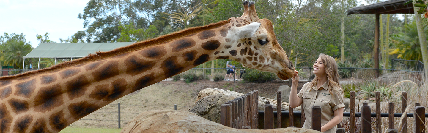 Bindi feeding a Giraffe.