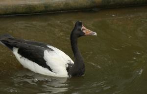 Magpie Goose swimming to the left.