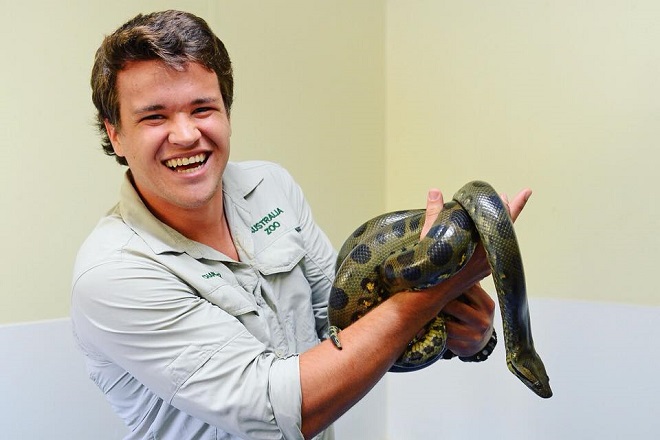 Green Anaconda Australia Zoo