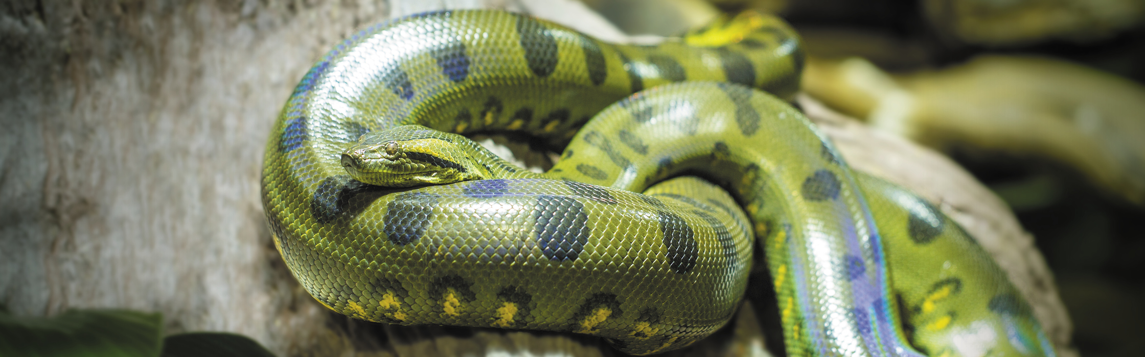 Green Anaconda Australia Zoo