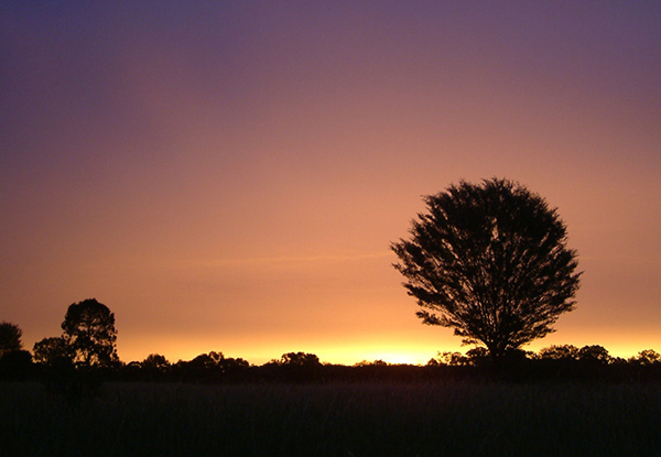 Sunset with trees in front.