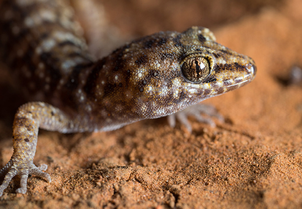 Lizard on red sand.