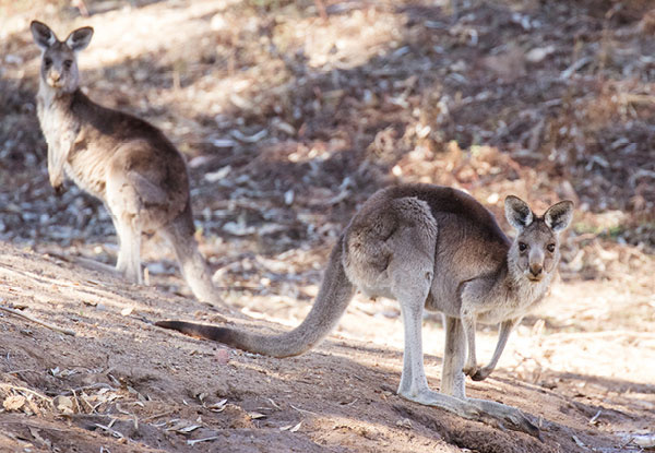 Kangaroos in the outback.