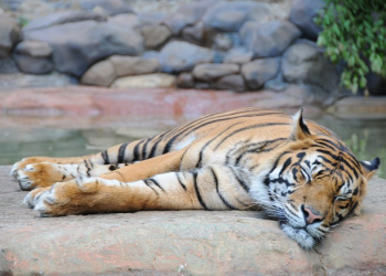 Hunter the Sumatran Tiger laying on a rock sleeping.