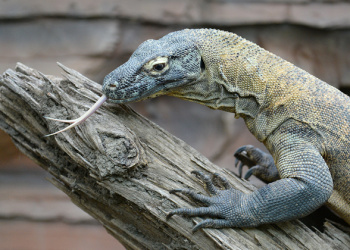 Indah the Komodo Dragon on top of a branch with tongue out.