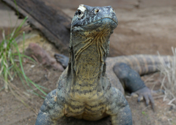 Indah the Komodo Dragon looking at the camera on the ground.