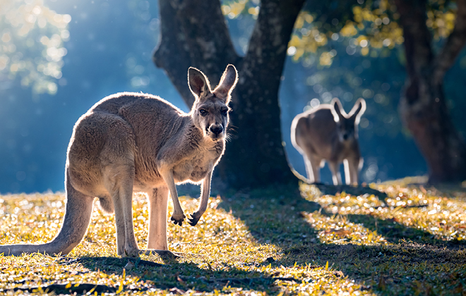 Two Red Kangaroos at sunset between trees and looking at the camera.