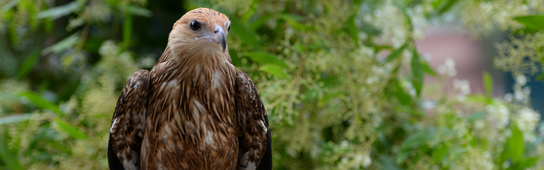 Whistling Kite from chest up looking to the left.