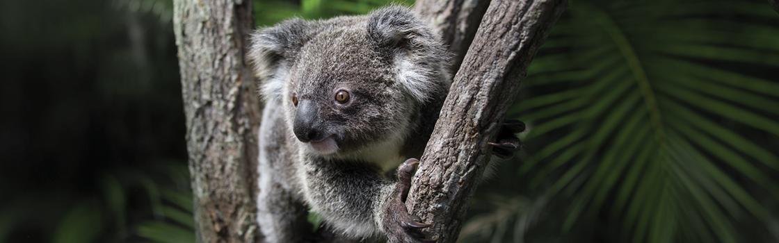 Koala perched in a tree looking to the right.