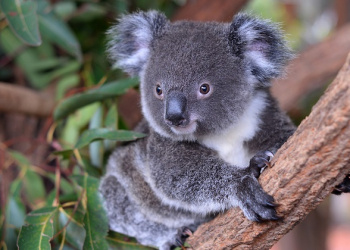 Koya Koala Adopt an Animal